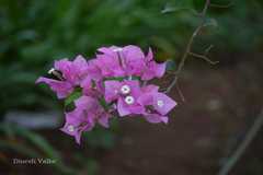 Bougainvillea glabra